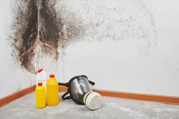 Best Localized Mold Remediation (e.g., coastal areas, humid climates) in South Taft, CA