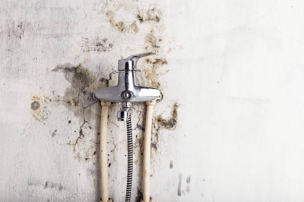 Best Insurance-Related Mold Remediation in South Taft, CA