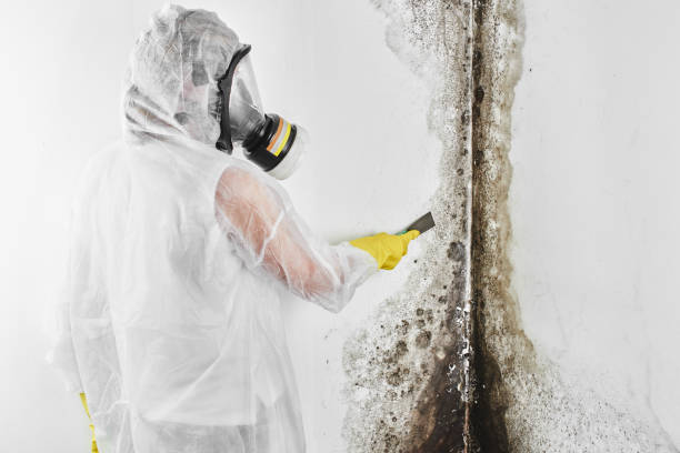 Best Bathroom Mold Remediation in South Taft, CA