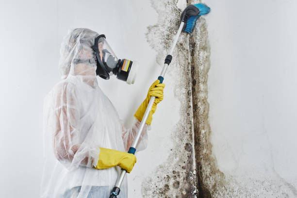 Best Basement Mold Remediation in South Taft, CA