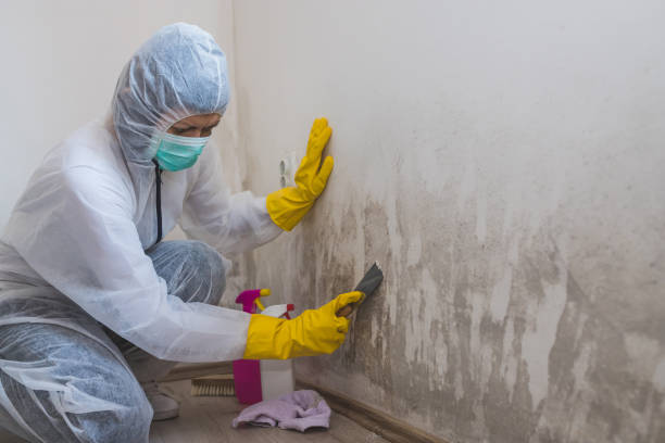 Best Preventive Mold Services in South Taft, CA