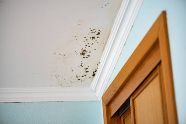 Professional Mold Remediation in South Taft, CA