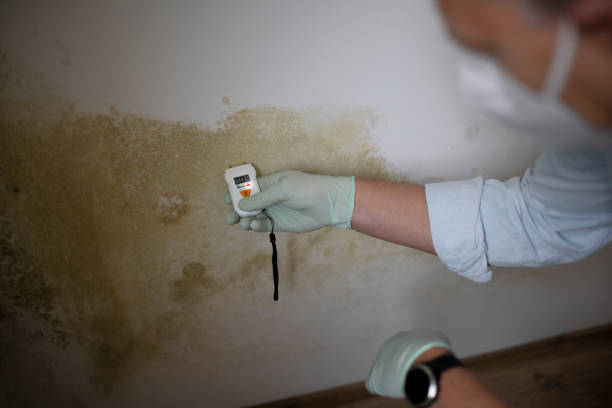 Best HVAC Mold Remediation in South Taft, CA