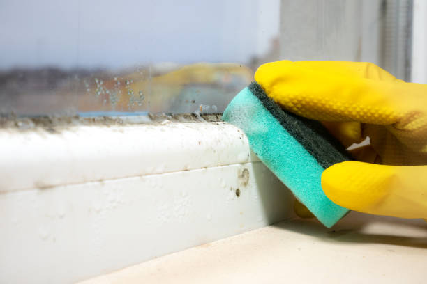 Best Residential Mold Remediation in South Taft, CA