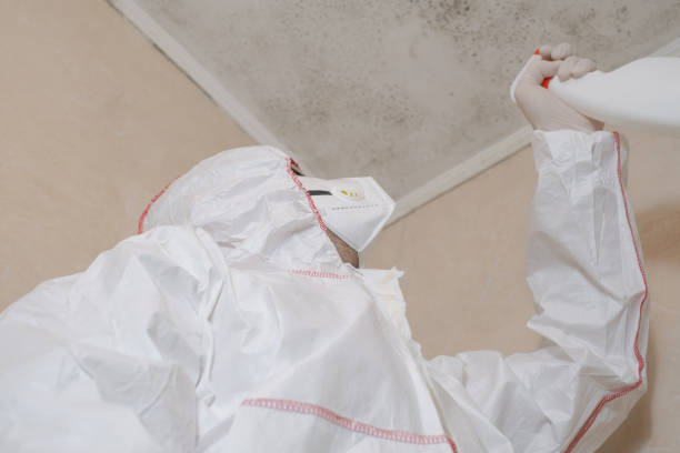 Best Basement Mold Remediation in South Taft, CA