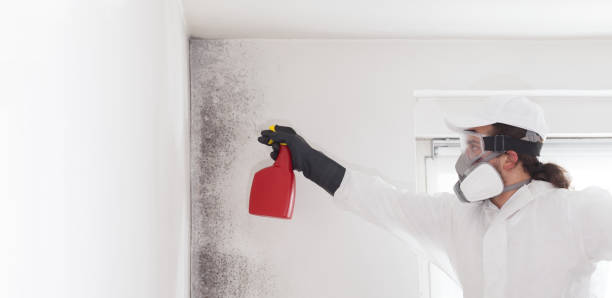 Best Industrial Mold Remediation in South Taft, CA