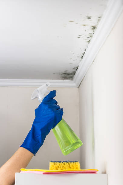 Best Black Mold Remediation in South Taft, CA