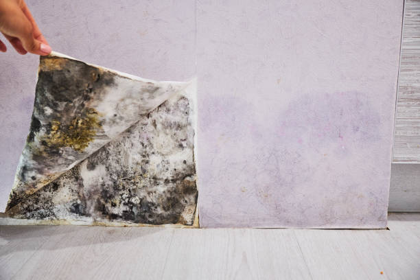 Best Residential Mold Remediation in South Taft, CA
